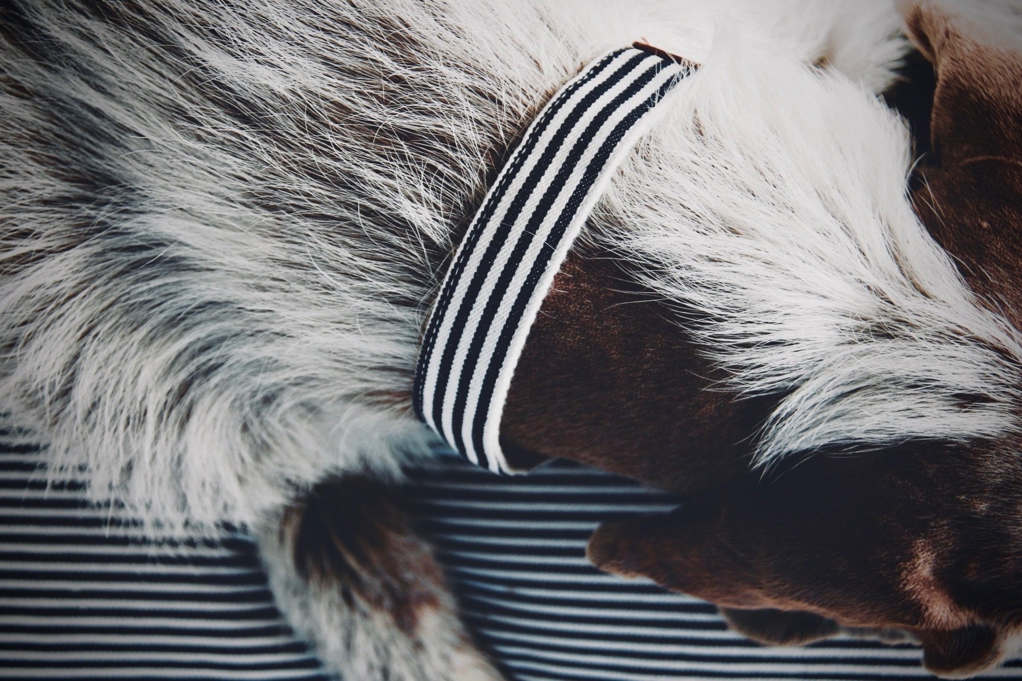 The Navy Collar
