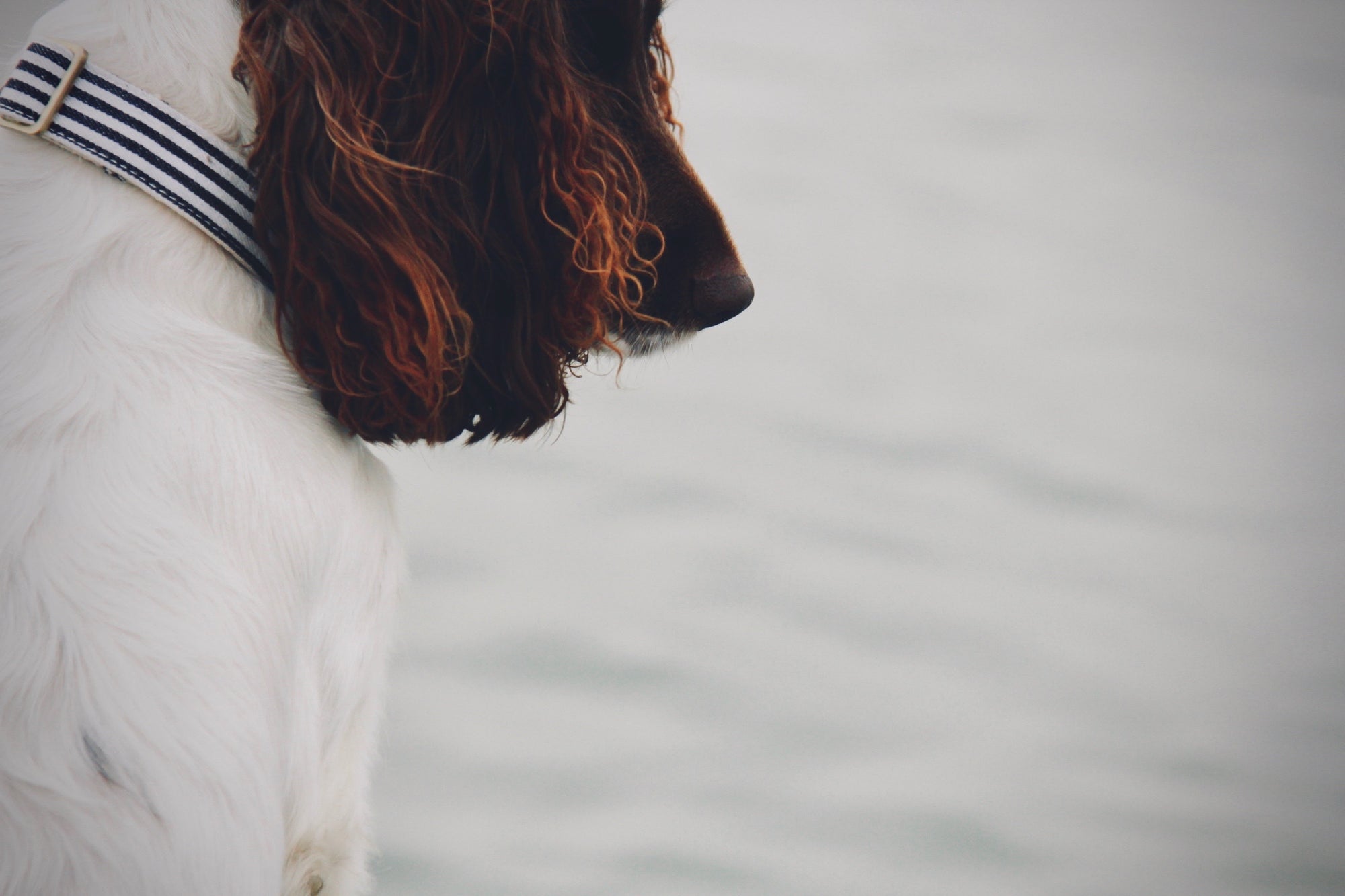The Navy Collar
